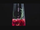 赤