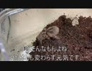 [変わりなく元気]タランチュラ飼育日記その１８２[結構すごいよね]