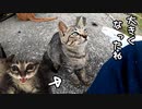 狂暴だけどおちょくられ方が分かってきた子猫