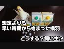 2021/03/29通院報告1（25歳オカメインコ・保温実験）