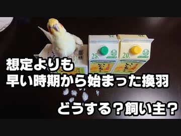 2021/03/29通院報告1（25歳オカメインコ・保温実験）