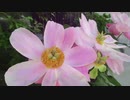 ２０２１年５月９日　ho散歩　