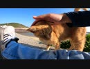 防波堤で波の音を聞きながら寝ている野良猫をモフる
