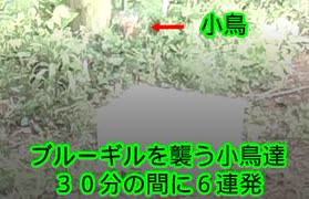 ブルーギルを襲う小鳥たちNO2