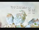 ハタタテギンポ幼魚・マクロダイブ沖縄