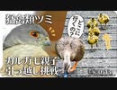 0512B【カルガモ親子が引っ越し挑戦】猛禽類ツミ。雛鳥にカラスとシジュウカラ。セグロセキレイの交尾。カワセミ飛び込み捕食。バン営巣。 コンデジで野鳥を撮影　#身近な生き物語　#カルガモ親子　#猛禽類