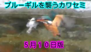 ブルーギルを襲う小鳥たちNO7　5月10日カワセミ編