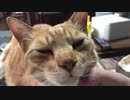 撫でられてもノーリアクションの猫