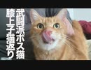 武闘派ボス猫の膝上子猫がえり