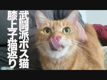 武闘派ボス猫の膝上子猫がえり