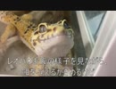 [onelastkissに]タランチュラ飼育日記その１８３[完全に脳をやられた]