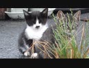 野良猫の子猫、ゆらゆら船を漕ぐ