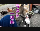 食べた後は寝る【貰われていく子猫に最後の鶏肉を贈呈 その４】