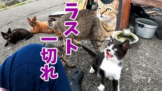 食べた後は寝る【貰われていく子猫に最後の鶏肉を贈呈 その４】