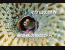 ヒナギンポ・スキューバダイビング