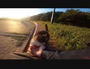 夕焼けの公園で人懐っこい野良猫がモフらせてくれたｗ