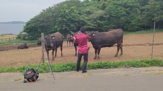 バイオリン弾いたら、牛が走ってきた＾＾