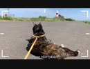 2021/05/14放送【42日目 北海道石狩市 あずにゃんぽ（猫散歩）】北海道全市町村制覇するまで帰れまてん！　猫と車中泊の旅　日本縦断【旅猫あずき～保護猫から旅猫へ～】
