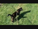 2021/05/14放送【42日目 北海道 新篠津村 あずにゃんぽ（猫散歩）】北海道全市町村制覇するまで帰れまてん！　猫と車中泊の旅　日本縦断【旅猫あずき～保護猫から旅猫へ～】