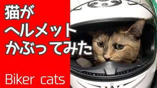 猫がヘルメットかぶってみた