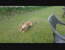 我が家のワンコがひたすら木の枝と戯れるだけの動画