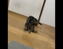 自分の尻尾を必死に追いかける猫 - a cat chases his own tail desperately -