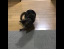 自分の尻尾を必死に追いかける猫(長尺) - a cat chases his own tail desperately - long version