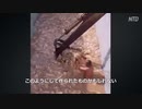 ネズミの楽園と化した中国産のキムチ