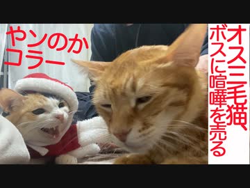 美少年オス三毛猫、武闘派ボス猫にケンカを売る