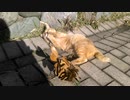 【ｱﾁｮｰﾆｬｰ( ฅ•ω•)=͟͟͞͞⊃】木の葉と、たわむれる猫