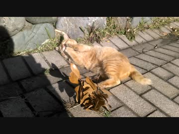 【ｱﾁｮｰﾆｬｰ( ฅ•ω•)=͟͟͞͞⊃】木の葉と、たわむれる猫