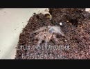 [おっきい蜘蛛の]タランチュラ飼育日記その１８４[面目躍如]