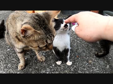 子猫 ママだと思ってたのに 母猫に撫でられていると勘違いした子猫が 真実に気づいた瞬間がこちら マピオンニュース