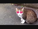 Very Cute Meow - お気に入りのミャーオ -
