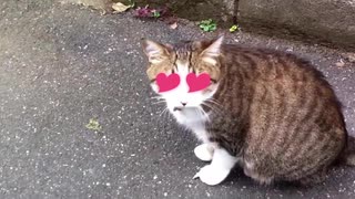 Very Cute Meow - お気に入りのミャーオ -