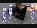 満腹で急激に睡魔に襲われる野良猫の子猫たち