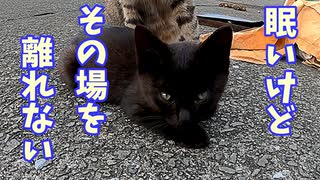 満腹で急激に睡魔に襲われる野良猫の子猫たち