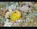 ホシカゲアゴアマダイ・ダイビング沖縄