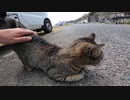 猫島で出会った野良猫がカワイイ