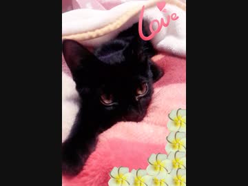 はじめてうちに来た日