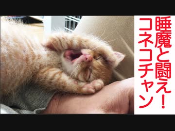 睡魔と闘え！子猫ちゃんズ
