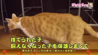 DB芸人　猫カフェへ行く