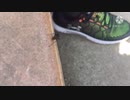 アリ観察【どうでもいい動画】