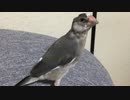 雛換羽のはじまり