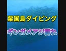 粟国島ダイビング・ギンガメアジ、カマス群れ！