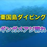 粟国島ダイビング・ギンガメアジ、カマス群れ！