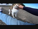 猫島の集落で出会った保護猫の喉をこちょこちょして喜んでもらえた