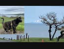 2021/05/17放送【45日目 北海道 初山別村 あずにゃんぽ（猫散歩）】北海道全市町村制覇するまで帰れまてん！　猫と車中泊の旅　日本縦断【旅猫あずき～保護猫から旅猫へ～】