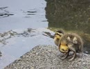 ジャンプ力ぅ...ですかねぇ...