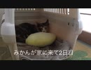 みかんが来て2日目「ご飯を食べて、トイレも上手にできました」
